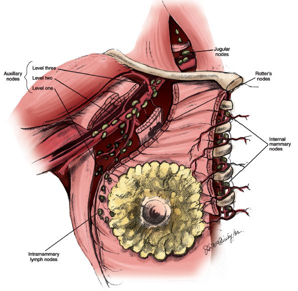 posterior axillary lymph nodes