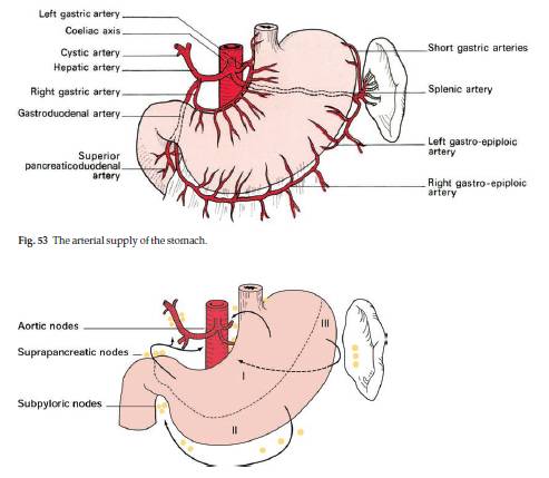 Surgical Anatomy of Stomach | Epomedicine