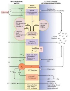 Electron Transport Chain (ETC) and Oxidative Phosphorylation : Mnemonic ...