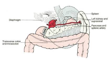 gastric bed