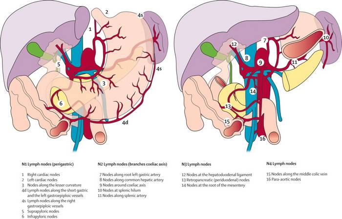 gastric lymph node stations