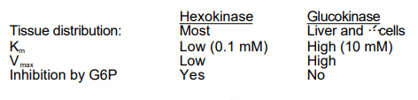glucokinase hexokinase