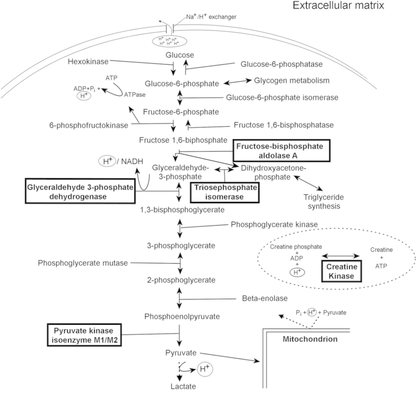 Glycolysis and Gluconeogenesis: Mnemonics | Epomedicine