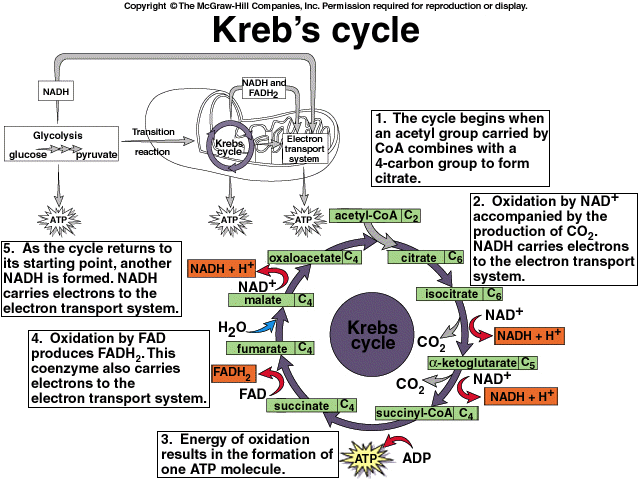 krebs cycle