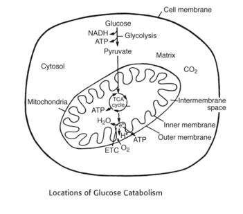 mitochondria glucose catabolism