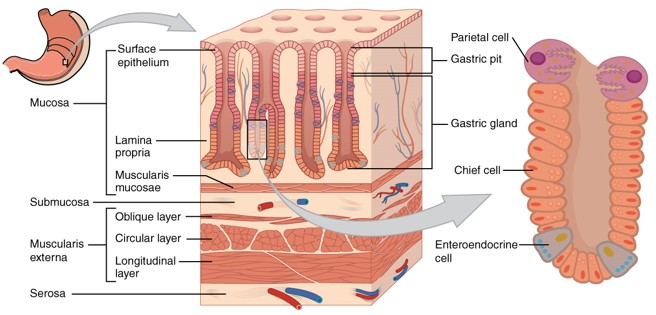 Surgical Anatomy of Stomach | Epomedicine