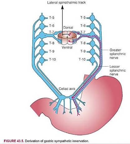 Surgical Anatomy of Stomach | Epomedicine