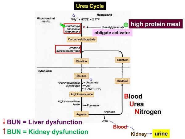 urea cycle