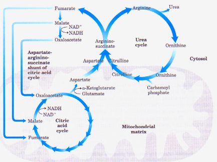 urea cycle