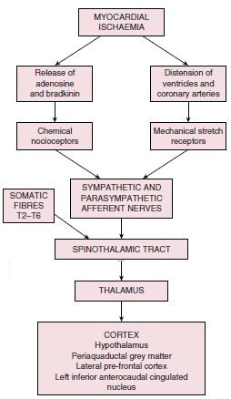 Heart Failure Pathophysiology Flow Chart