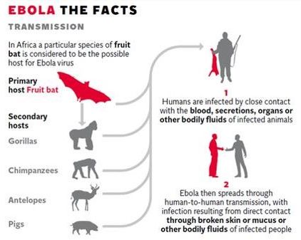ebola transmission