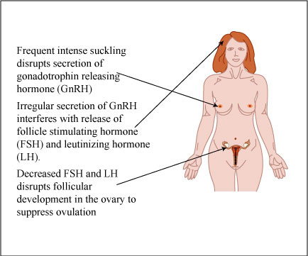 lactational amenorrhea mechanism