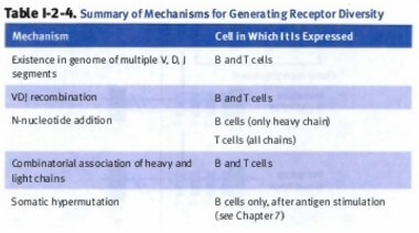 Key processes of b cell receptor generation test