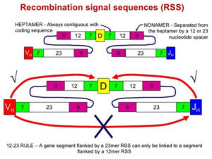 VDJ (Somatic) Recombination Made Easy | Epomedicine