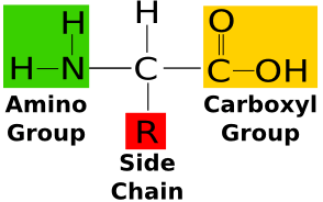 glutamic acid structure