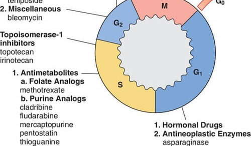 Anatomy of Ostiomeatal complex | Epomedicine