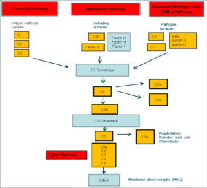 Complement Pathway - Explained | Epomedicine