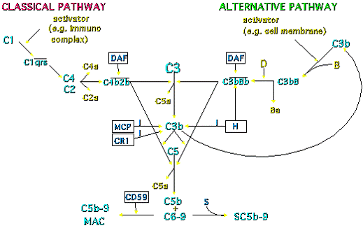  komplementschutzmechanismus