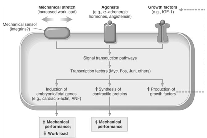 hypertrophy hypotrophy cells