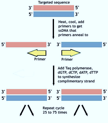 pcr