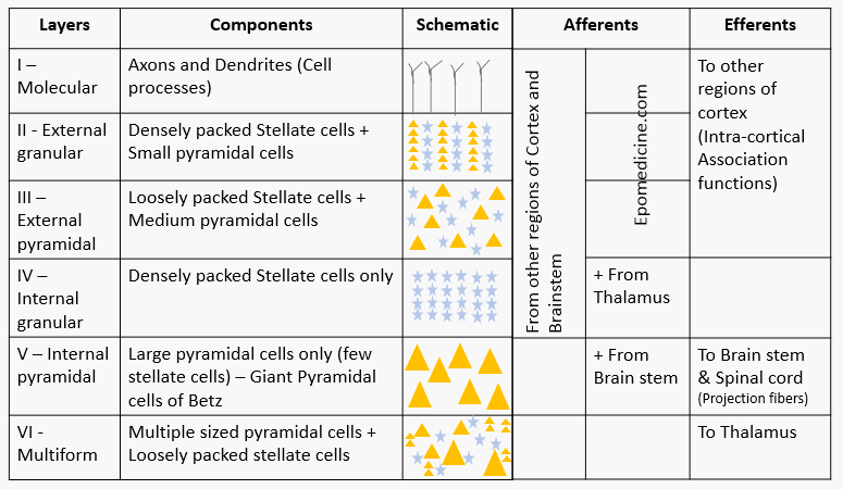 Cerebral cortex layers microanatomy