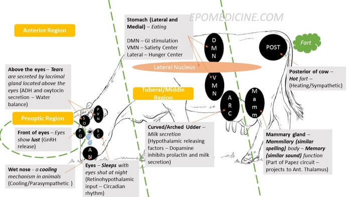 Hypothalamus mnemonic