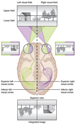Topographical Image on Retina