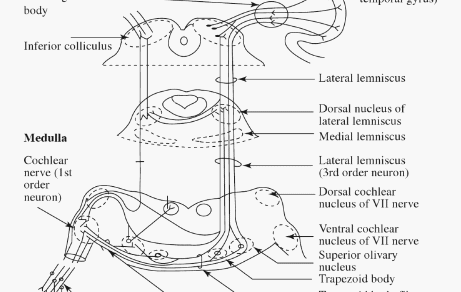 Vestibular Pathway Simplified | Epomedicine