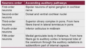 Auditory Pathway Mnemonic | Epomedicine