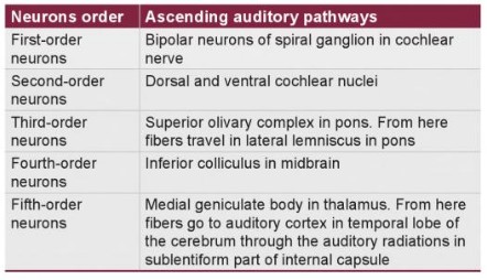 auditory pathway neuron orders