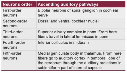 auditory pathway steps