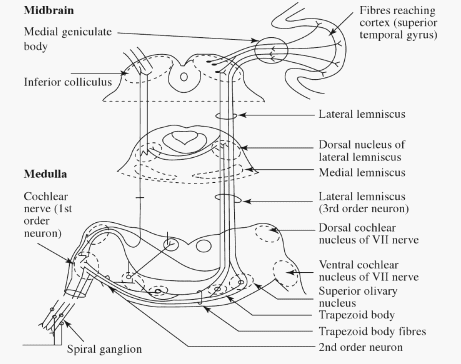 auditory reflex pathway