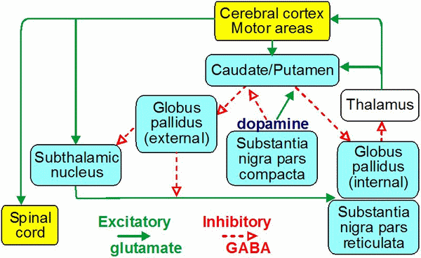 basal ganglia pathways