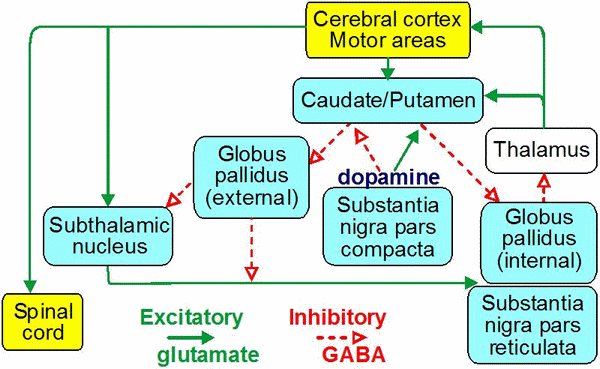 Basal Ganglia Pathways 