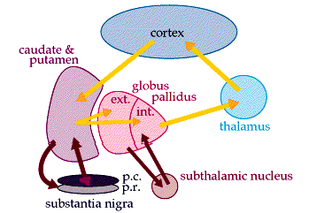 Basal Ganglia Pathways Simplified Epomedicine   Basal Ganglia 