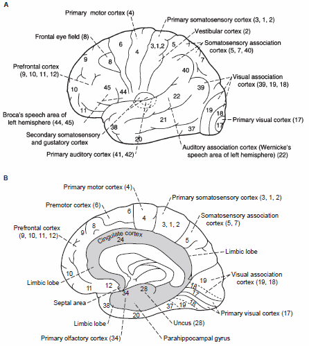 Primary Olfactory Cortex Brodmann Area