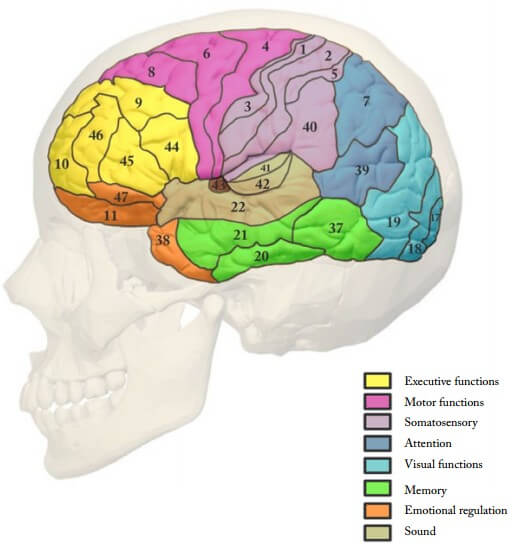 brodmann areas