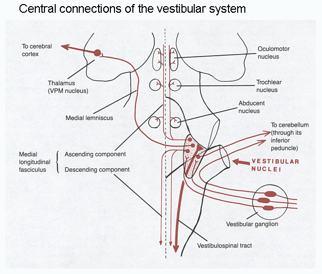 central vestibular system