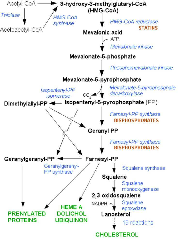 cholesterol synthesis pathway