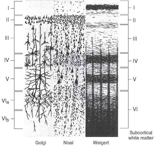 cerebral cortex histology layers