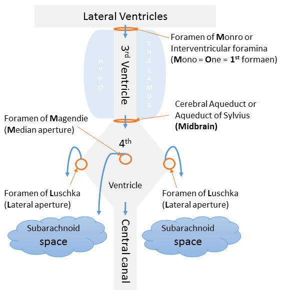 cerebrospinal fluid pathway