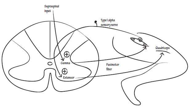 gamma loop