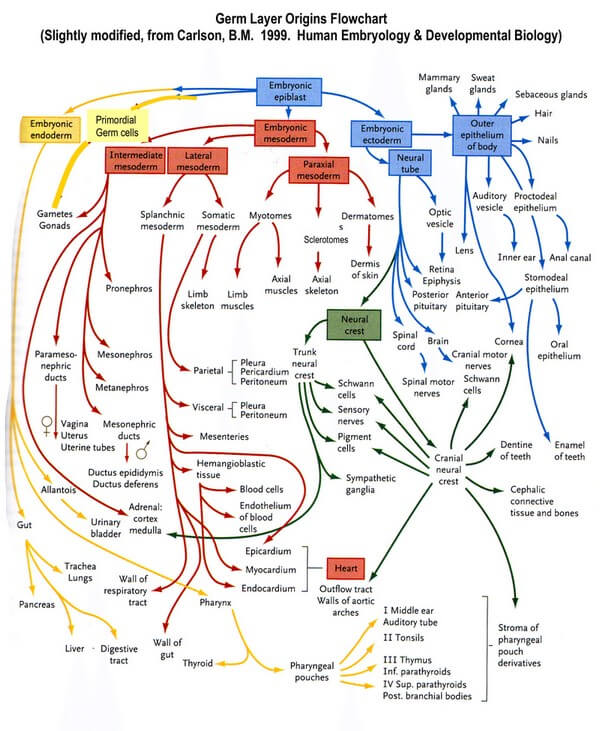 germ layer derivatives