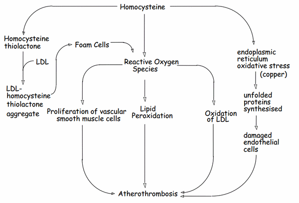 homocysteine atherosclerosis