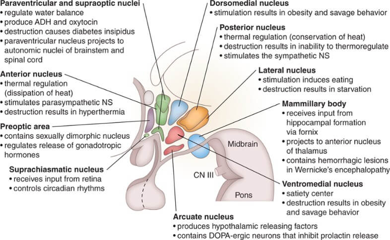 hypothalamus magok