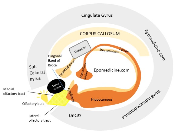 limbic system visual mnemonic