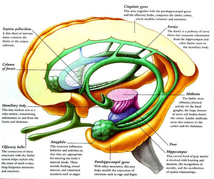 fornix thalamus