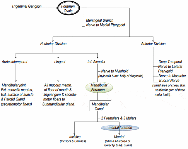 Mandibular nerve branches Diagram