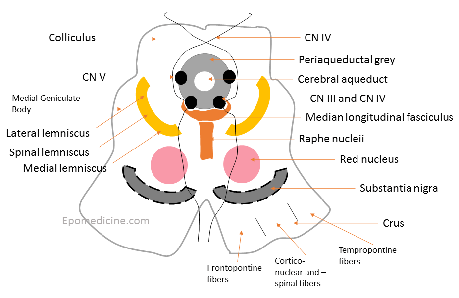 midbrain cross-section