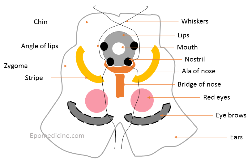 inferior colliculus cross section